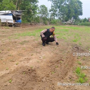 Polsek Lirik Cek Lahan Jagung Pipil di Desa Pasir Ringgit, Dukung Program Ketahanan Pangan Nasional