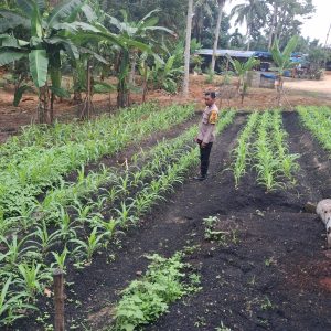 Polsek Lirik Bersama Kelompok Tani Sagu Tangguh Cek Perkembangan Jagung Pipil di Desa Sungai Sagu