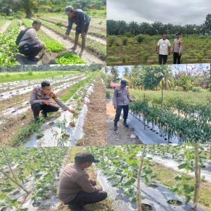Kompol Amriadi SH Polsek Rengat Barat Tinjau Pekarangan Ketahan Pangan Bergizi Pastikan tanaman Tumbuh Baik 
