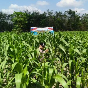 Dukung Swasembada Pangan, Polres Inhu Pantau Perkembangan Tanam Jagung Pipil di Dua Wilayah