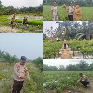 Dukung Program Astacita Presiden RI Ketahanan Pangan Polsek Rengat Barat Bersama Bhabinkamtibmas Monitoring Di Lima Desa
