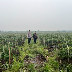Dukung Program Ketahanan Pangan, Polsek Kuala Cenaku Dampingi Petani Cabai