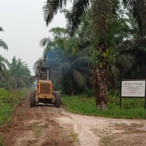 Perkuat Operasional Perkebunan, PT SSK Mitra Agrinas Lakukan Grading Jalan Kebun 11,5 KM 